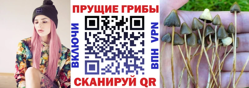 Галлюциногенные грибы Psilocybine cubensis наркота Малаховка
